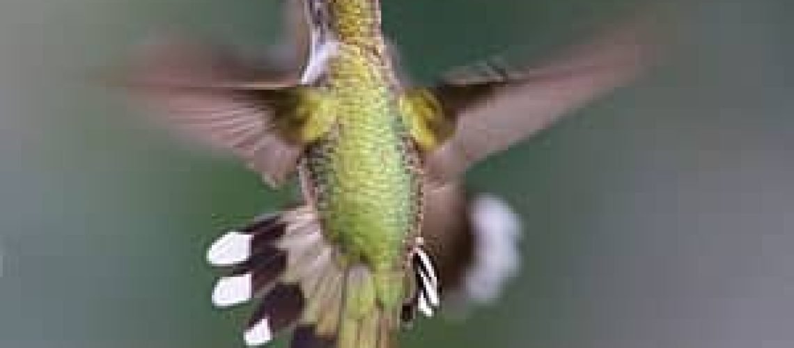 Zemanta Related Posts Thumbnail